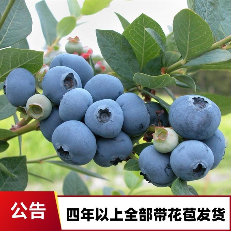 大量供应蓝莓苗    蓝丰 薄雾 都克 看货起苗 免费提供种植技术指导