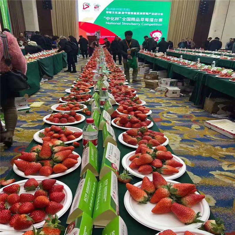 菠萝草莓苗各种品种 草莓苗批发商家 泉诚苗木2020种植大户