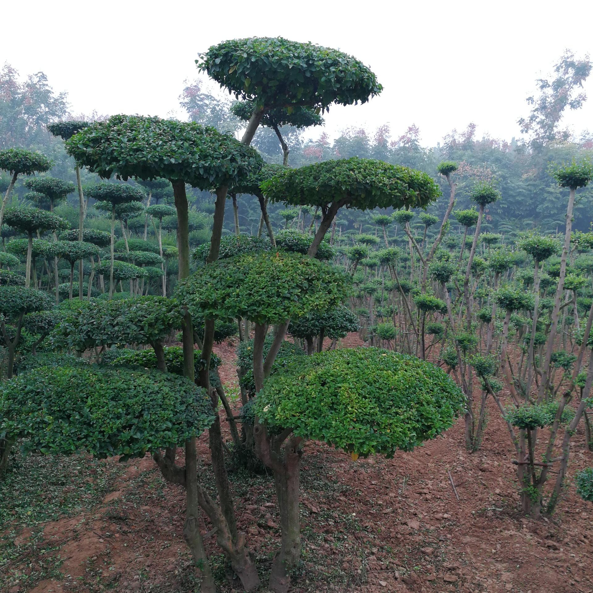 鄢陵县梦宇花木园种植小叶女贞造型树是非常吉祥的植物