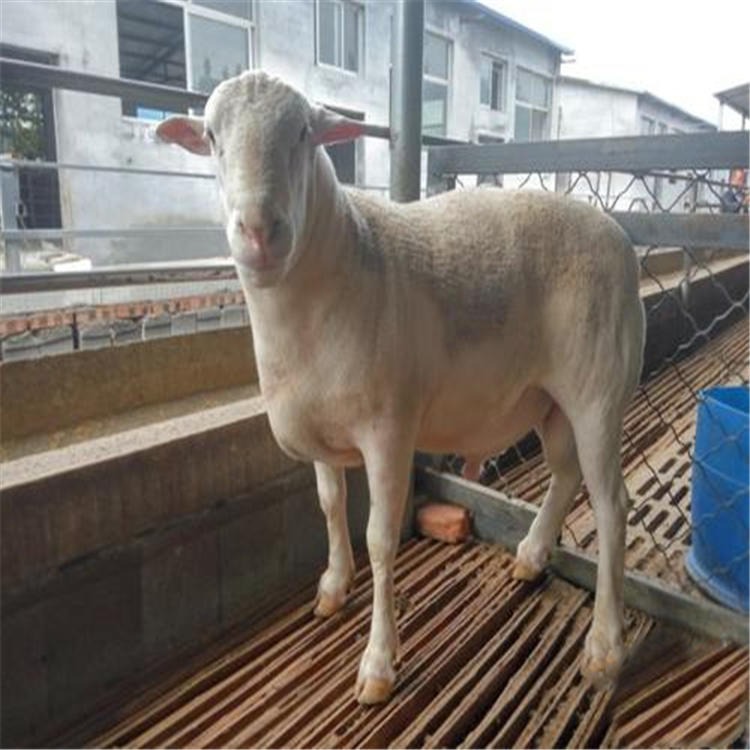 杜泊绵羊羊羔价格 通凯 现在羊羔批发价格 大量供应羊羔图片
