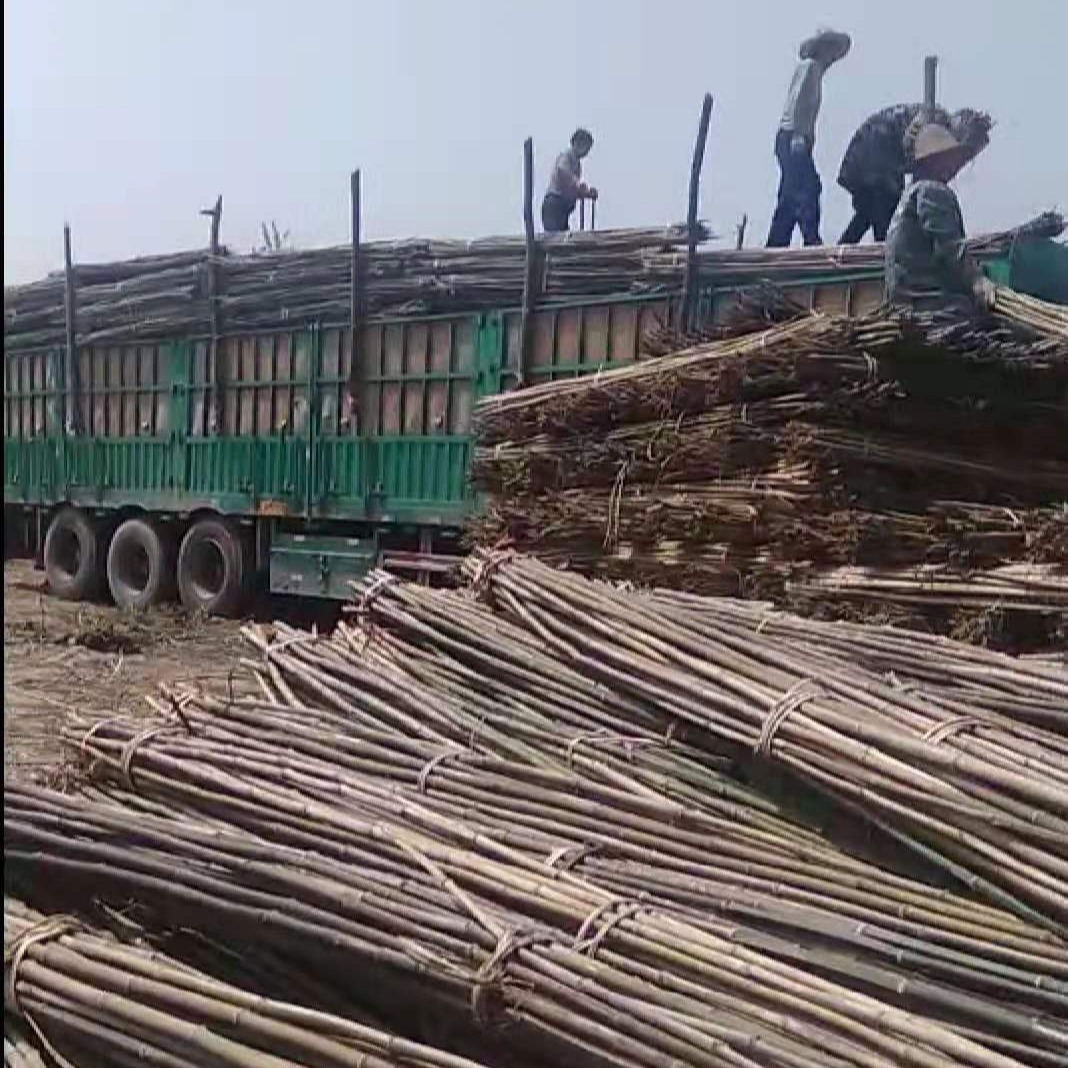 竹杆 产地厂家自销大量搭架小竹杆 温棚竹杆4-8米 果园 绿化树木撑树竹杆批发
