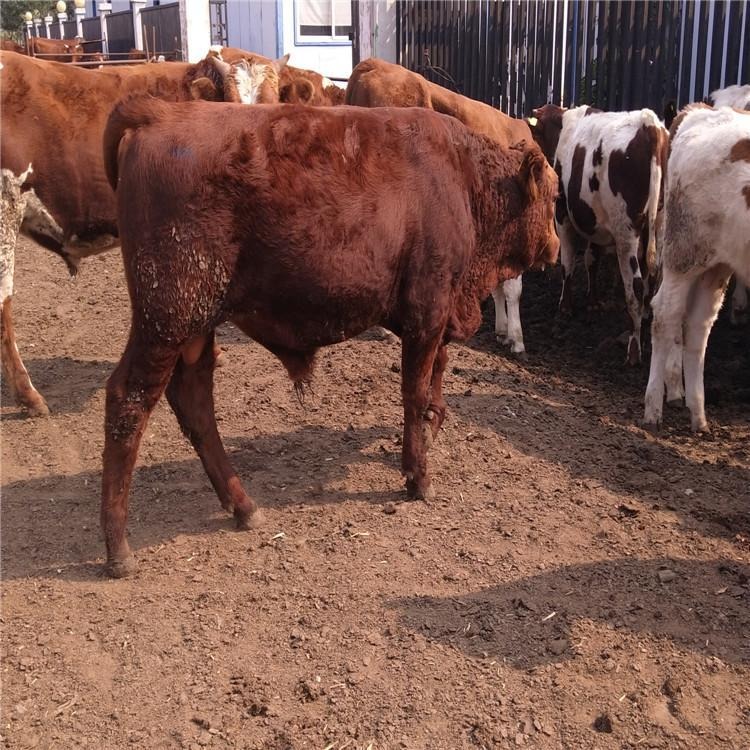 2020年鲁西黄牛犊-育肥小黄牛犊-出售鲁西黄牛-小牛苗-龙翔牧业-育肥种牛图片