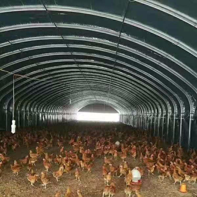养殖大棚1平方米 建养鸡大棚 养殖大棚一平方米 养鸡大棚 蛋鸡大棚图片