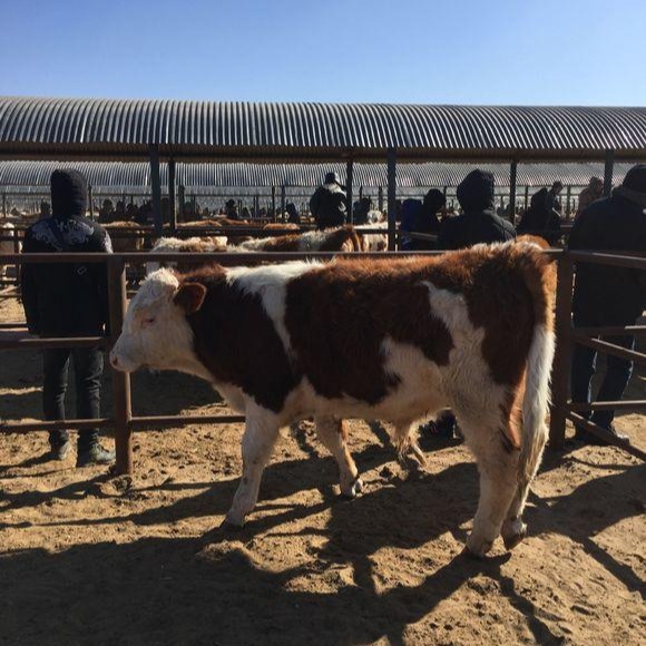 新疆西门塔尔牛价格 养殖西门塔尔牛 肉牛 牛犊价格图片