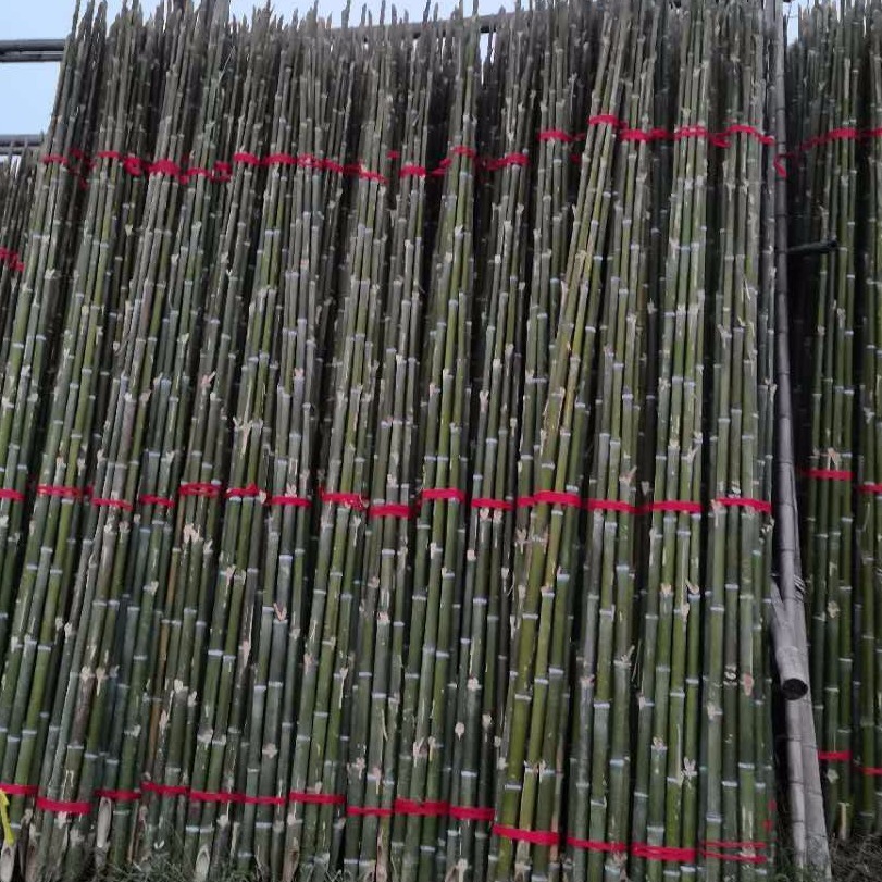毛竹稍厂家 2.5米园林绿化树木支撑杆 渔业插网用竹竿 楠竹尾 长短粗细可定制