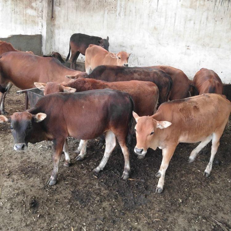 鲁西黄牛苗 龙翔肉牛犊养殖场 改良肉牛犊价格 小黄牛图片