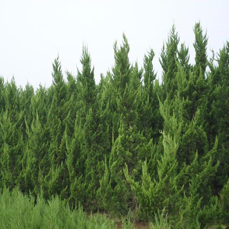 日照龙柏苗基地自产自销  供应小龙柏  批发大型龙柏树  万青园林