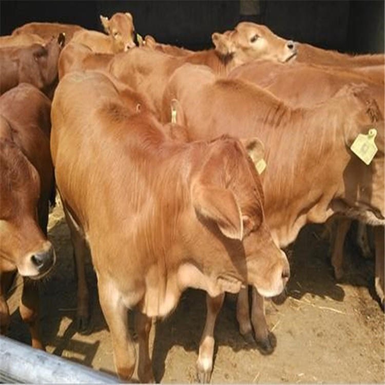 纯种鲁西黄牛 小牛犊价格 鲁西黄牛养殖场 龙翔直供改良鲁西黄牛图片