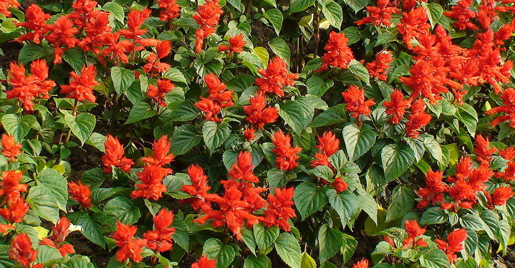 一串红花籽串串红种子一串蓝种子矮串红种子四季易种盆栽花卉花籽示例图8