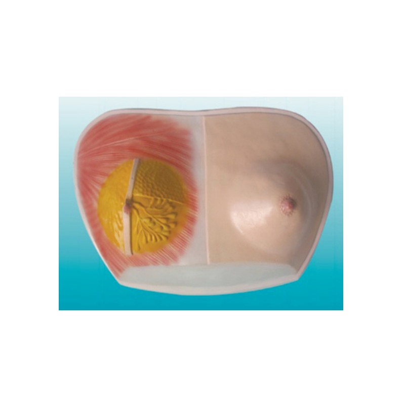 乳房解剖模型实训考核装置  乳房解剖模型实训设备 乳房解剖模型综合实训台图片