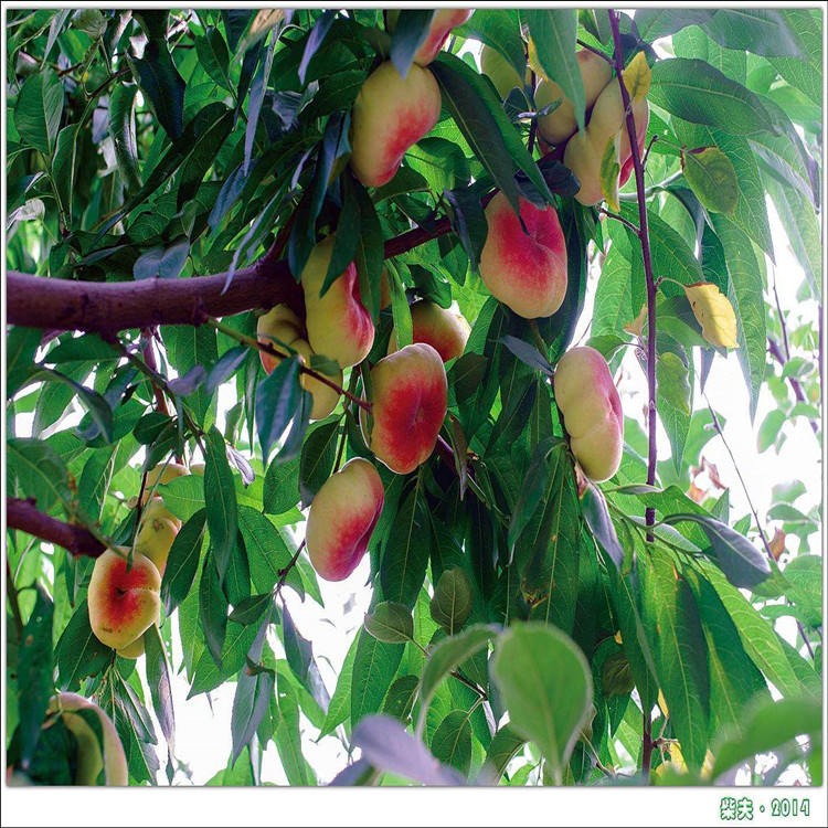 泰安油蟠桃新品种风味皇后桃树苗 新疆地区黄蟠桃 易成活