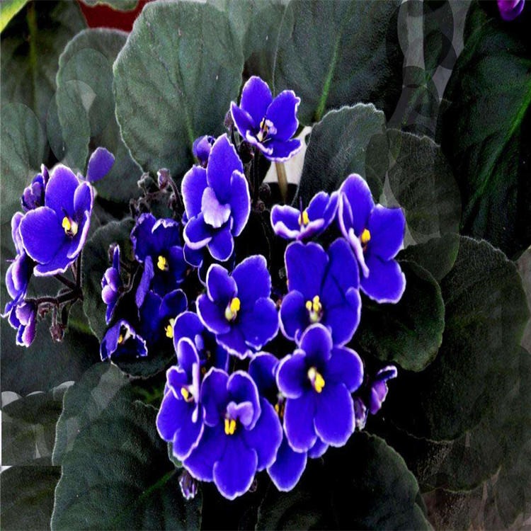 品农供应紫罗兰种子籽播繁育观赏紫色花卉绿化花籽发芽率高图片