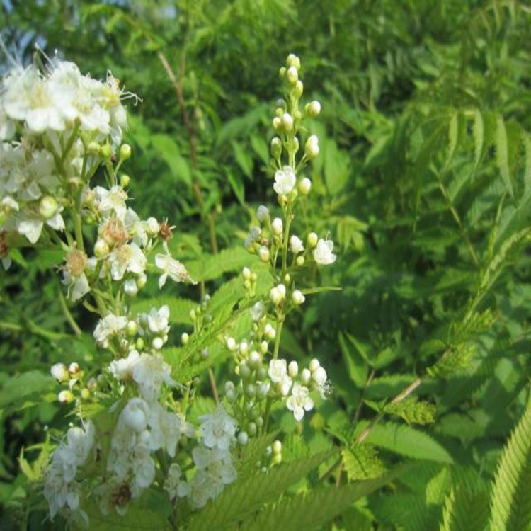 珍珠梅苗 高30公分珍珠梅价格 花坛绿篱珍珠梅苗