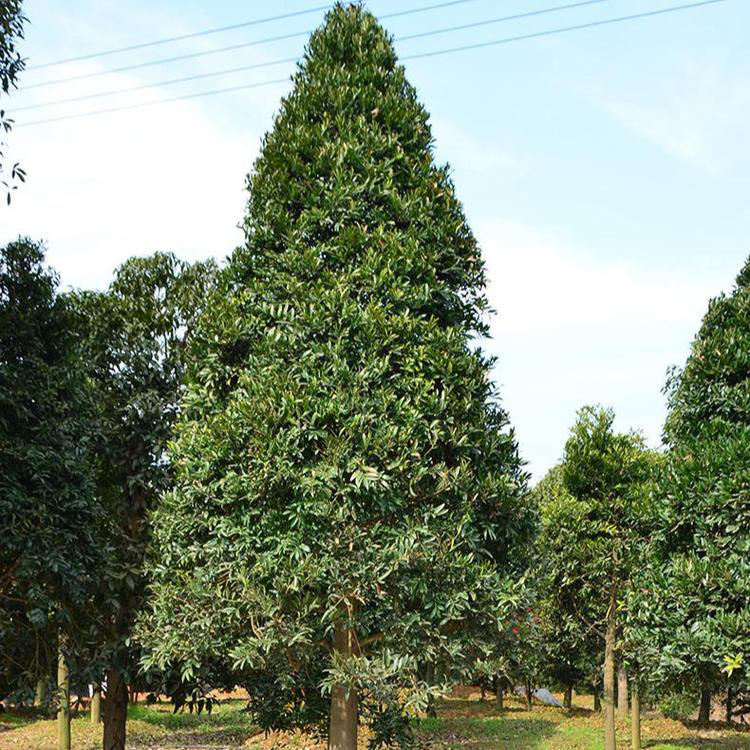 红豆杉树  高度一米的红豆杉 量出售30公分红豆杉 湘林苗圃