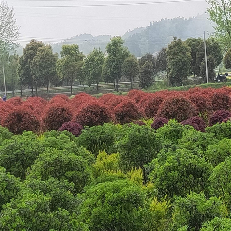 天诚苗圃 绿篱植物红叶石楠   1.8米红叶石楠球 生长速度快