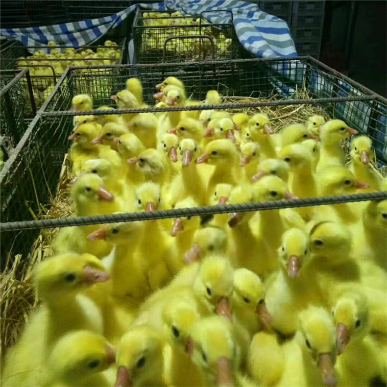 孵化厂批发三花鹅苗 价格优惠 小鹅苗成活率高