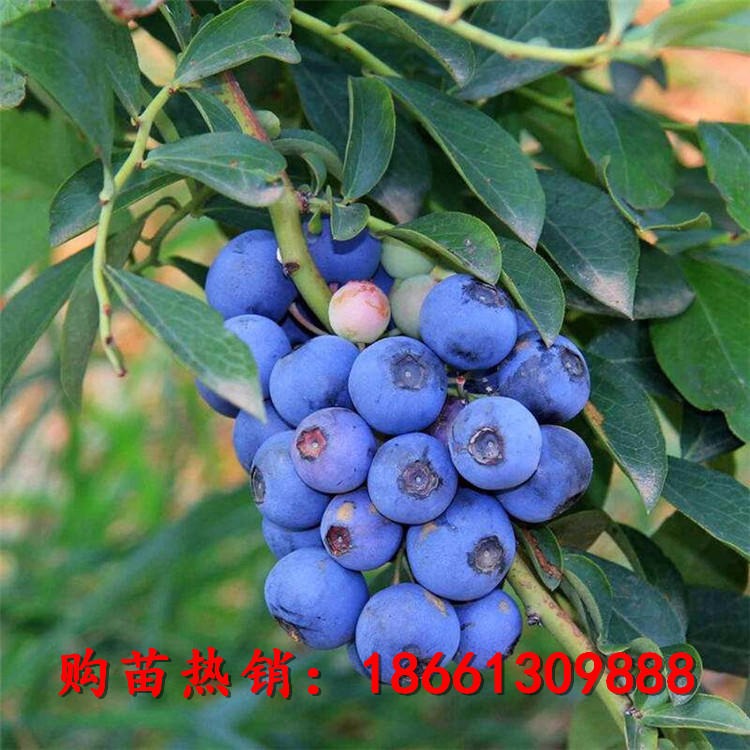 蓝金蓝莓苗基地价格 中晚熟蓝丰蓝莓苗品种多样