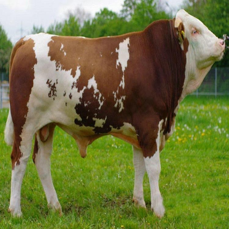 夏南牛牛犊价格 泌阳夏南牛养殖场 通凯 600斤牛犊价格图片