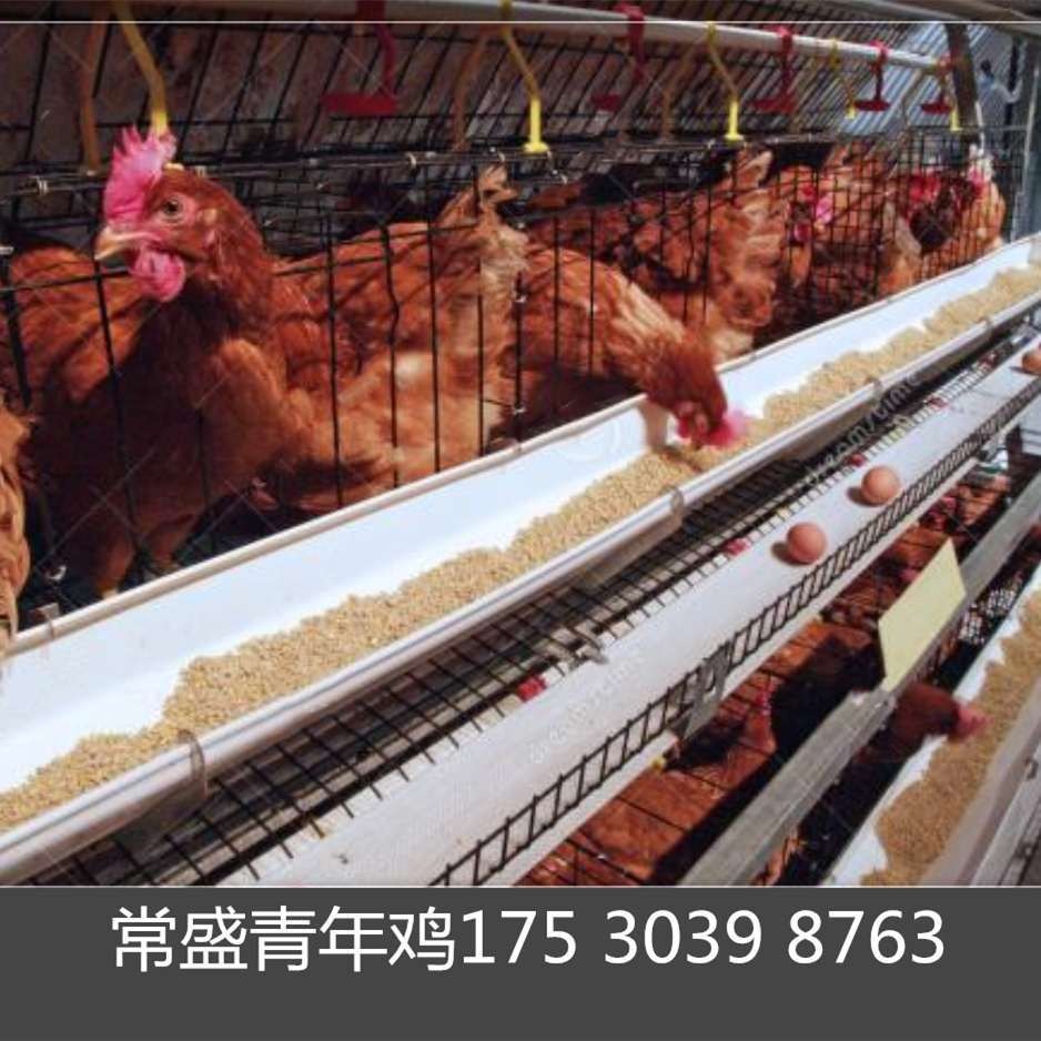 晋城海兰褐青年鸡光照控制,海兰褐商品蛋鸡饲养周期全程光照控制,海兰褐育成鸡光照控制