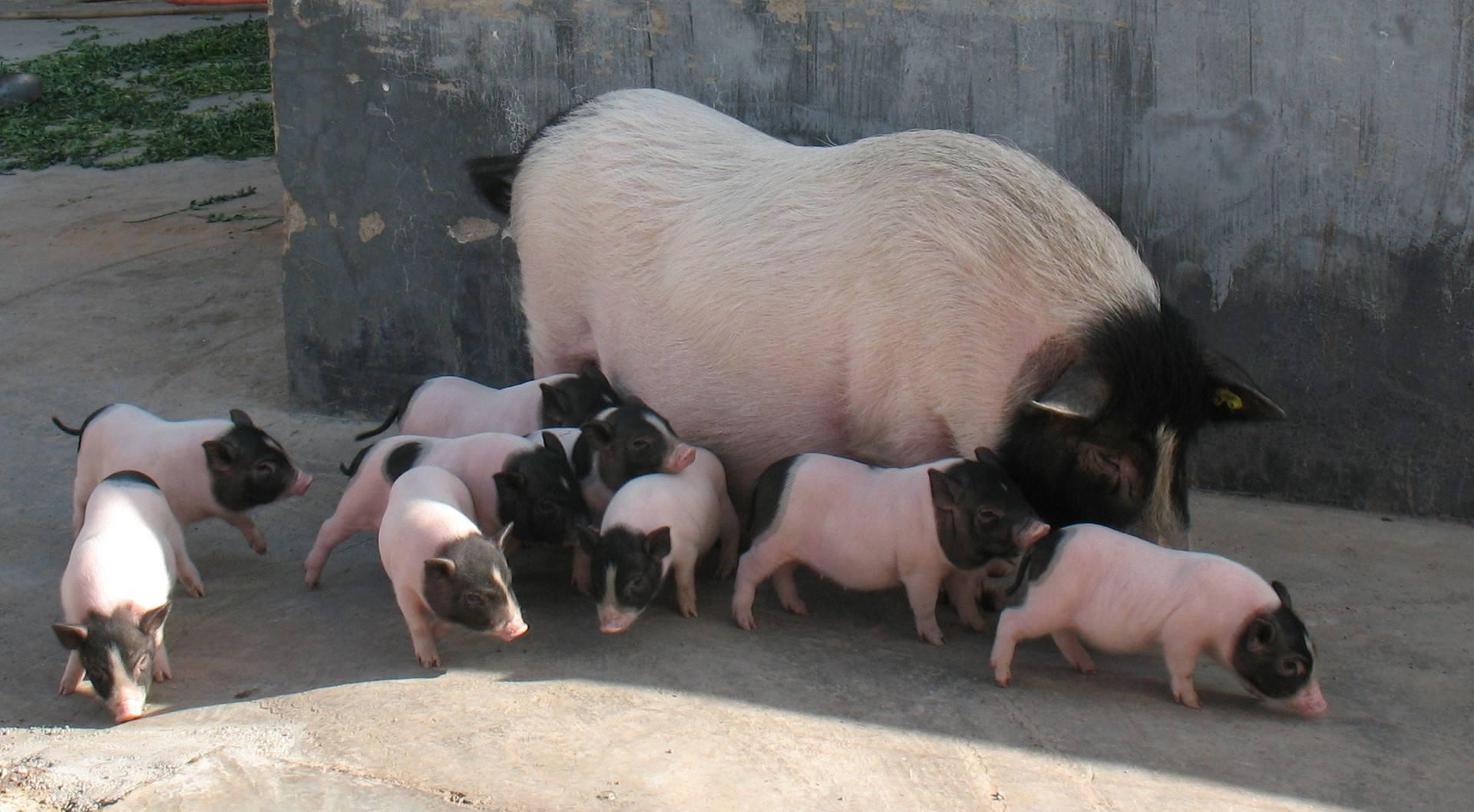 猪是怎么交配繁殖的？ - 知乎