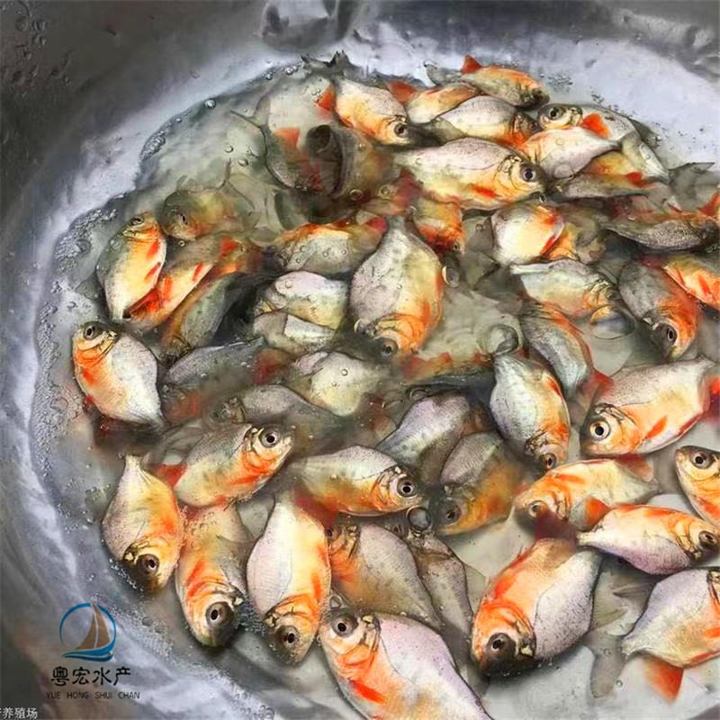 良种白鲳鱼苗 技术指导红鲳鱼苗 鲳鱼水花渔场发货