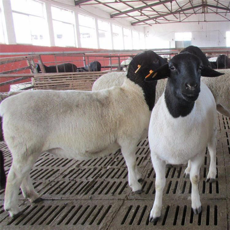 3-8个月杜泊绵羊 提供白头杜泊绵羊 出售白头杜泊绵羊 现代 长期供应