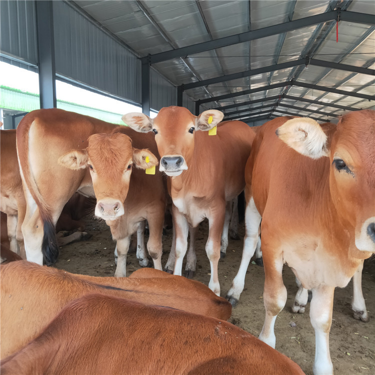 龙翔鲁西黄牛种牛养殖场 出售黄牛犊 鲁西黄牛犊 育肥牛苗示例图15