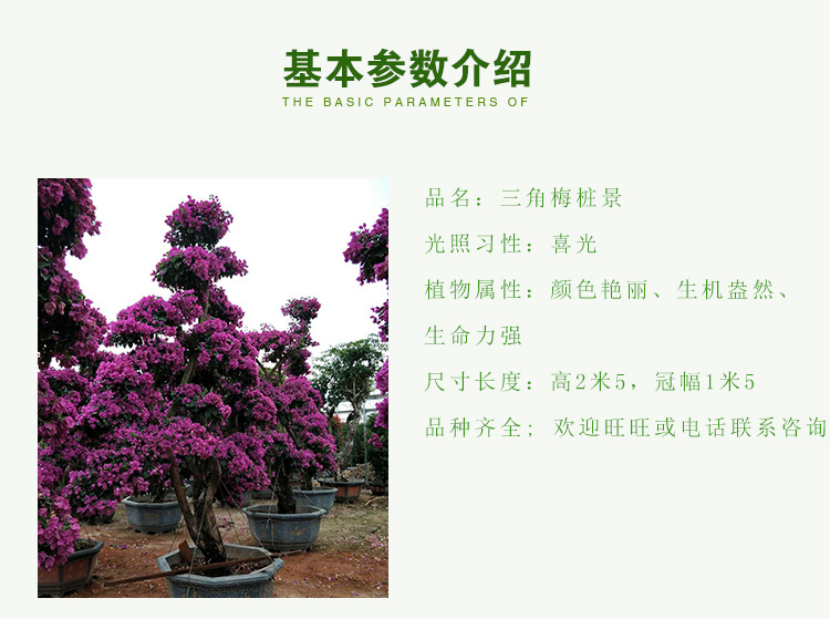 三角梅桩景（高度2米5）紫色桩景造型  盆栽勒杜鹃 大苗三角梅示例图2