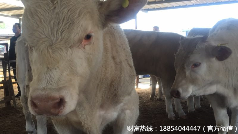 批发出售夏洛莱牛 夏洛莱肉牛的价格 大型肉牛养殖场示例图6
