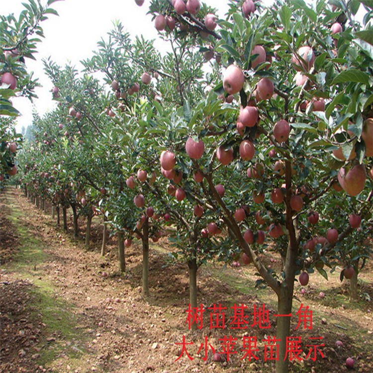冰糖心苹果树苗 盆栽矮化苹果苗 特大耐寒红富士苹果苗 红肉苹果苗