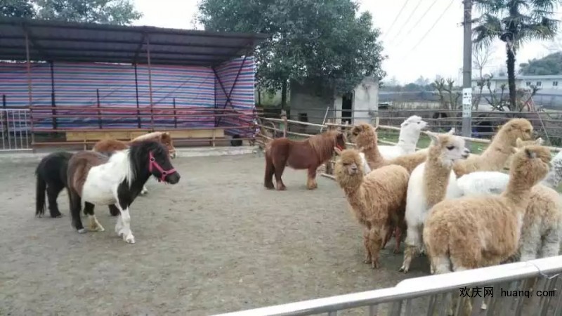羊驼出租萌宠租赁动物展览出租