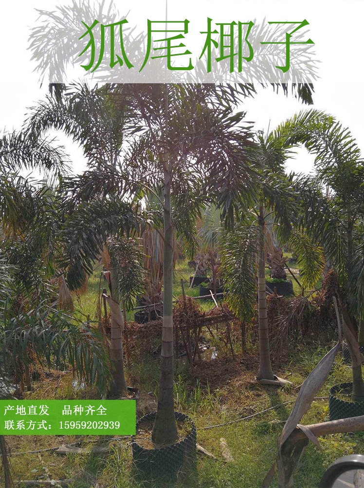 狐尾椰子 狐尾椰子移栽苗 大型绿化树 狐尾椰子茎部光滑植株挺拔示例图1