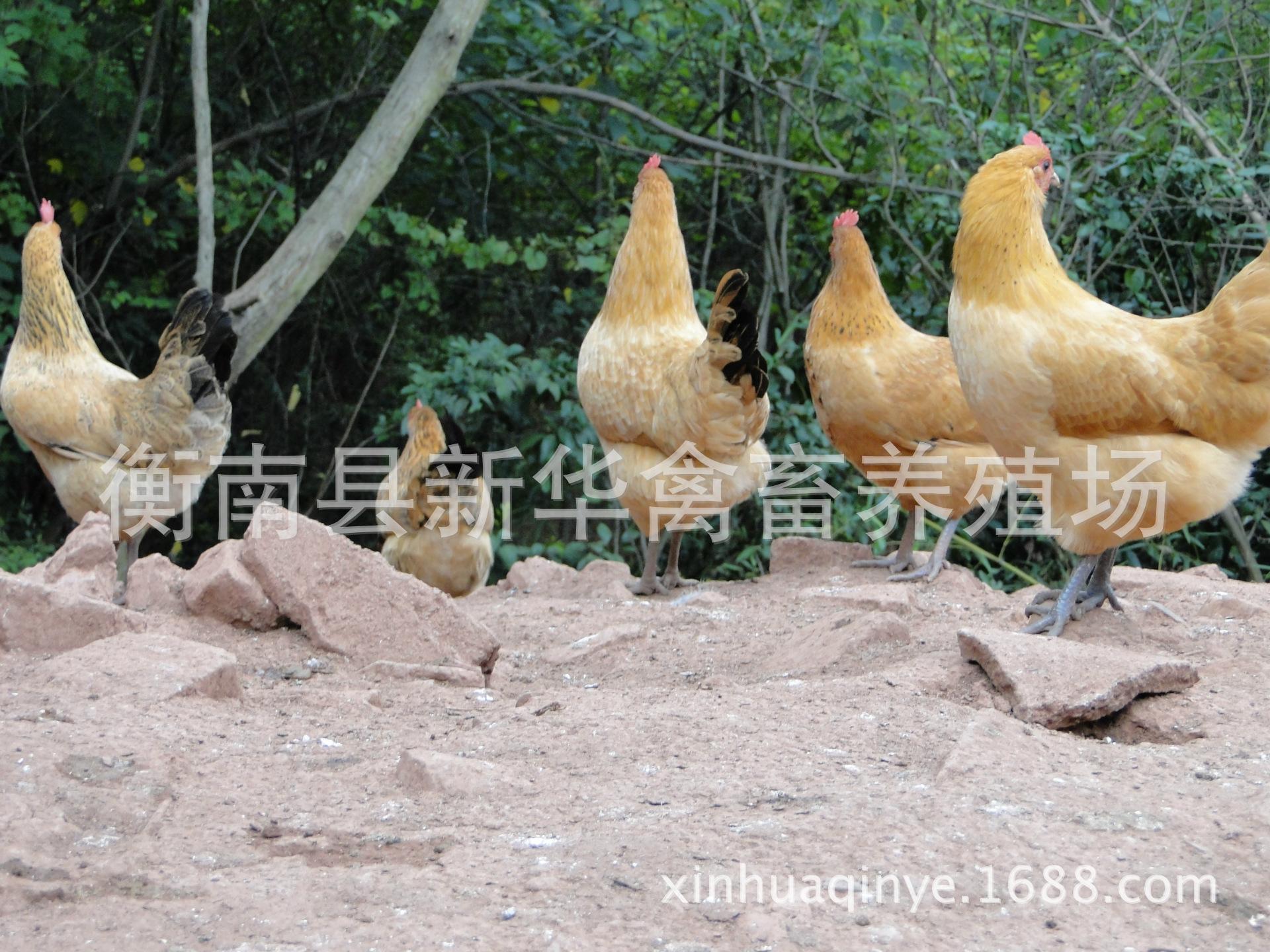 湖南衡阳新华禽畜厂家直销优质包打马利克疫苗青脚土鸡混合苗示例图11