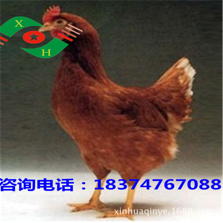 新华禽畜厂家直销优质海兰褐蛋鸡苗常年孵化出壳苗母苗包打马利克示例图7