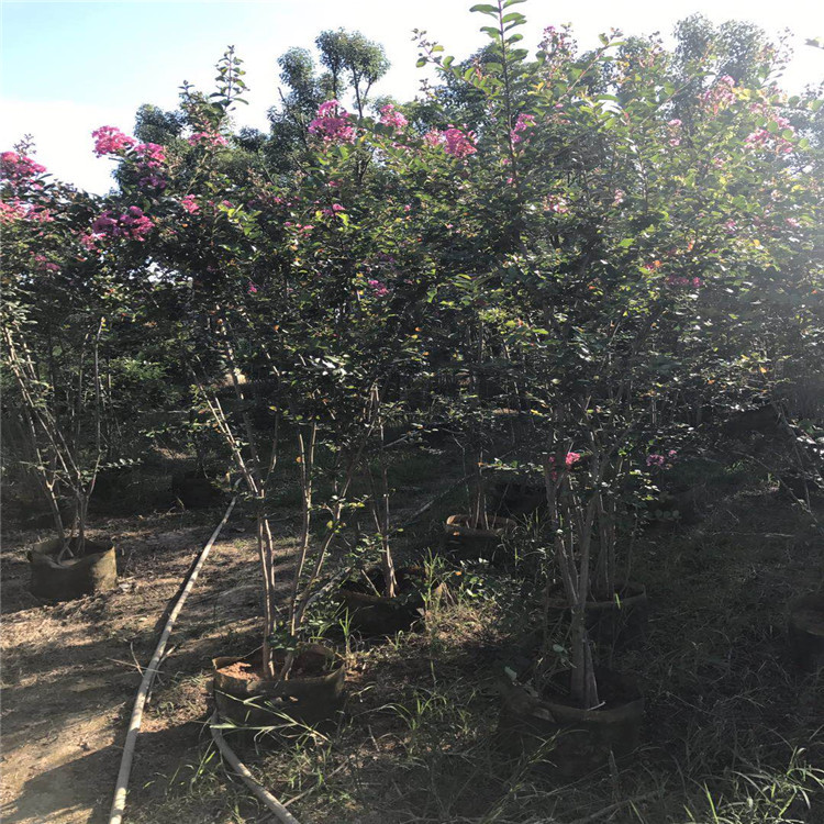 丛生多杆紫薇树苗又名百日红 进口红火箭 花期超长绿化苗 风景树示例图3