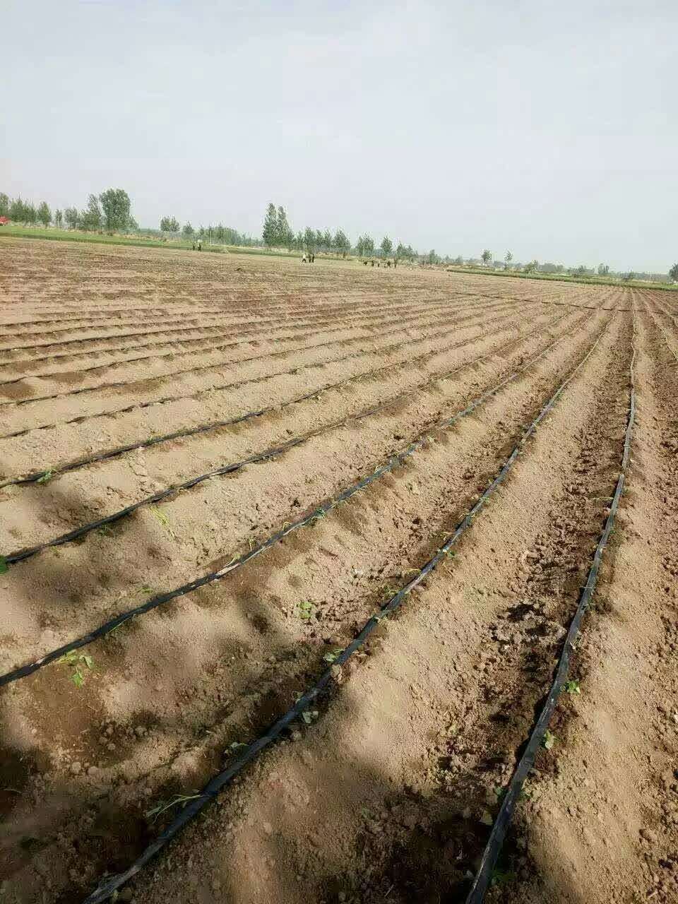 河南省周口市大田灌溉红薯滴灌地瓜滴灌设备 迷宫式滴灌带示例图3