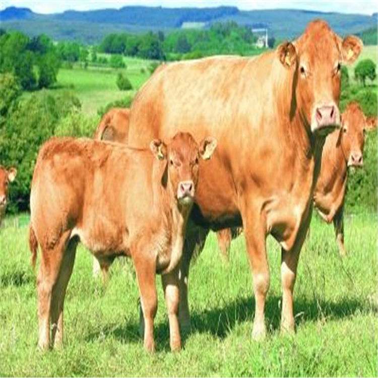 湖南养殖场 通凯 鲁西黄牛苗一头价格 300斤牛犊价格 成年肉牛报价示例图2