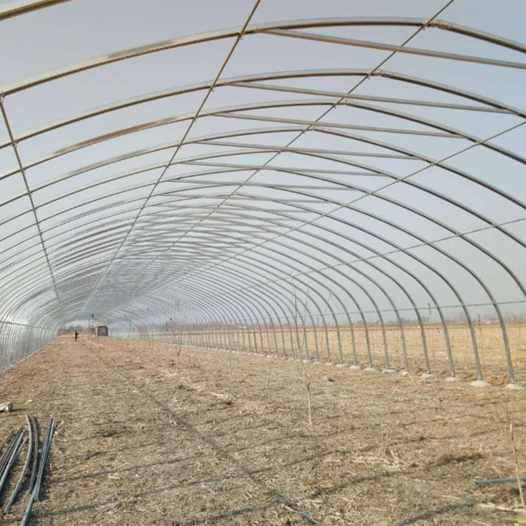 丞昊农业供应 新疆 蓝莓种植 几字钢大棚 专业设计