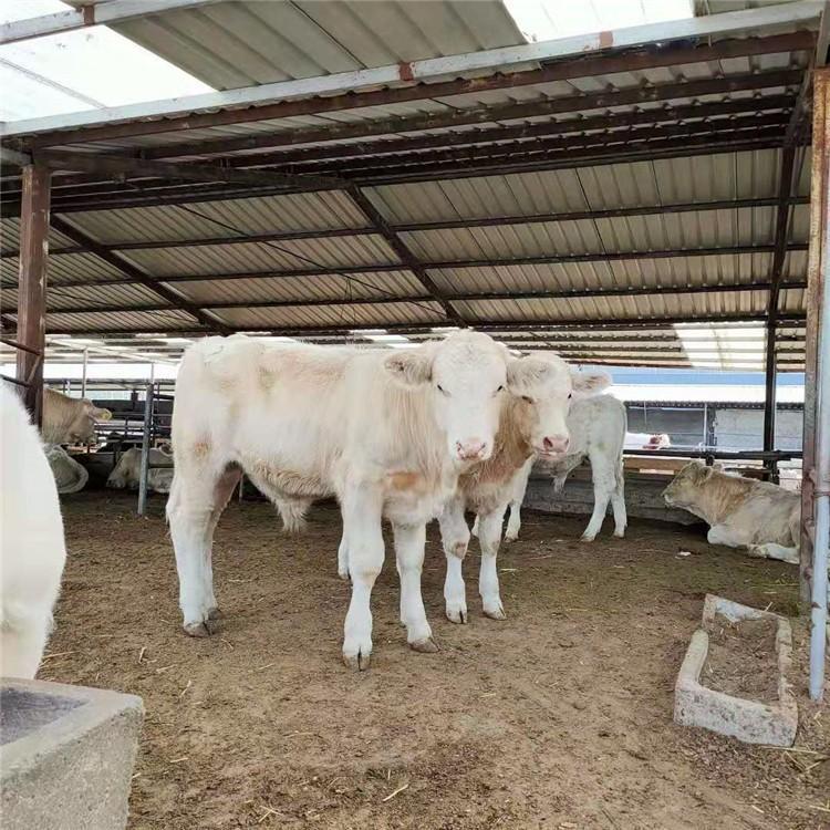 夏洛莱牛300斤价格 改良肉牛小牛犊 厂家供应改良肉牛 现代 大量批发