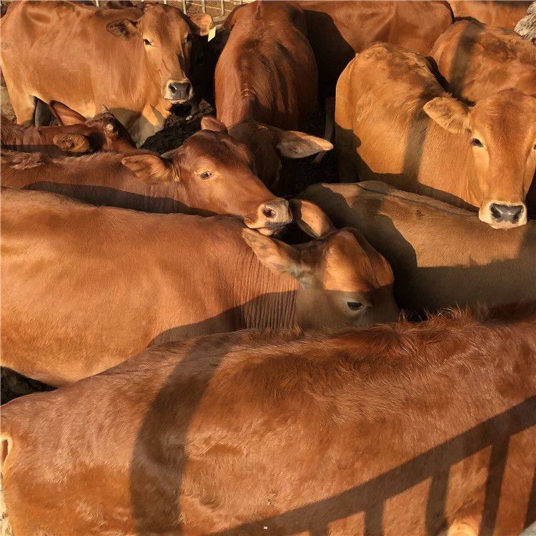 广西黄牛价格 通凯 广西黄牛交易市场 广西大型养牛场示例图11