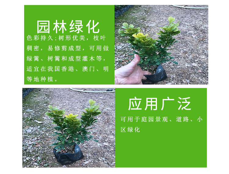 米兰高度40厘米 带花的小盆栽枝叶绿米兰 城市道路观赏四季米兰示例图6