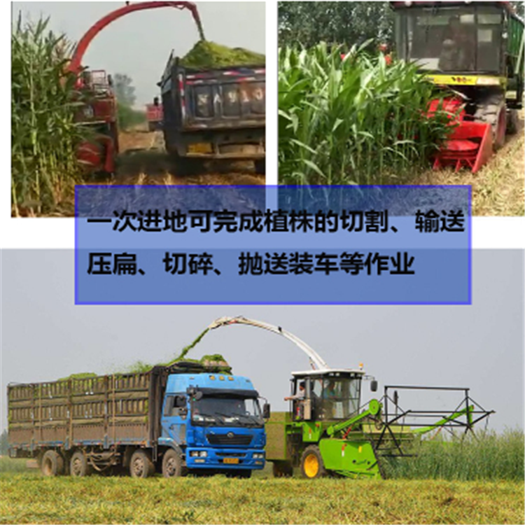 农业机械生产圆盘式玉米青储机 龙翔 多种玉米秸秆青储机报价及价格示例图11