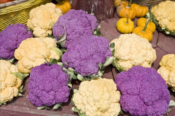 紫色西兰花紫色花菜种子彩色观赏蔬菜种子