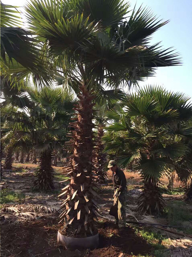 老人葵棕榈 杆高1米至8米规格齐老人葵 可作景观树风景抗风蒲葵苗示例图2
