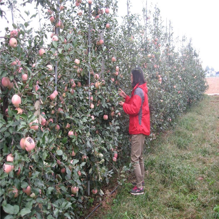 结果早熟王苹果苗 苹果树苗北方种植 地栽当年结果苹果树苗 红富士苹果苗当年结果