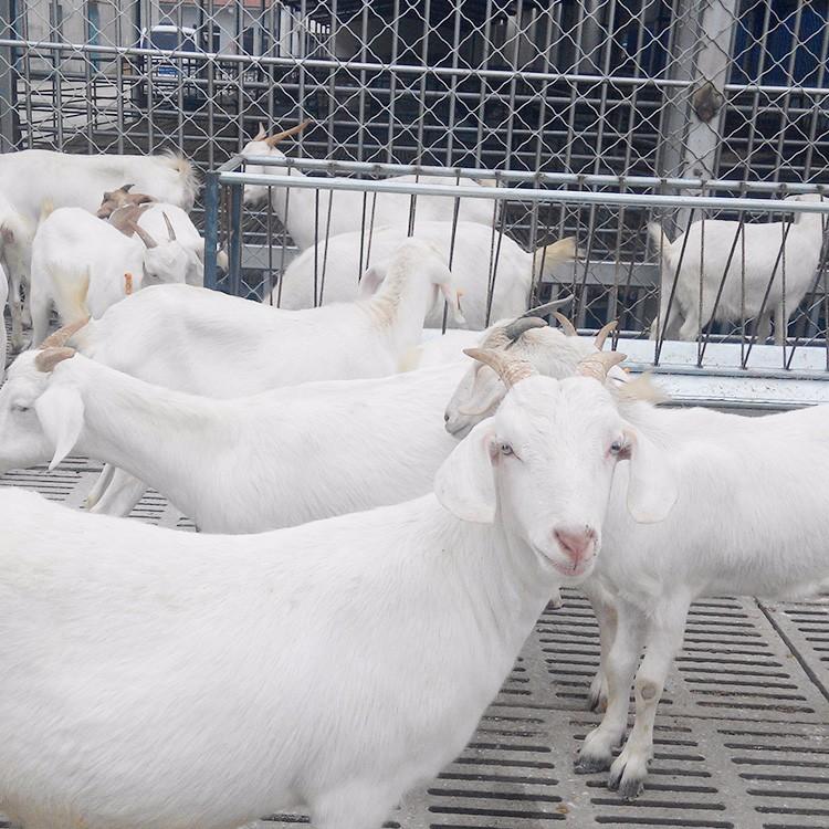 白山羊苗养殖技术 现代 长期供应美国白山羊 美国白山羊批发价格 适应性广