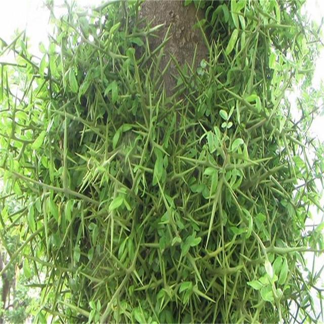 供应 皂荚树苗 皂角树苗 绿化苗木皂角树 可采果采刺 中药材树苗