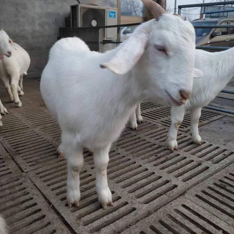 白山羊苗养殖技术 现代 白山羊养殖行情 白山羊的养殖技术 品种好图片