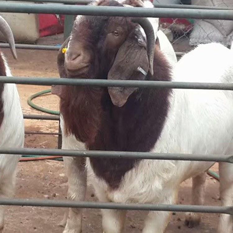 常年出售波尔山羊羊羔 养殖场供应波尔山羊 大量供应波尔山羊羊苗 现代 量大价优图片