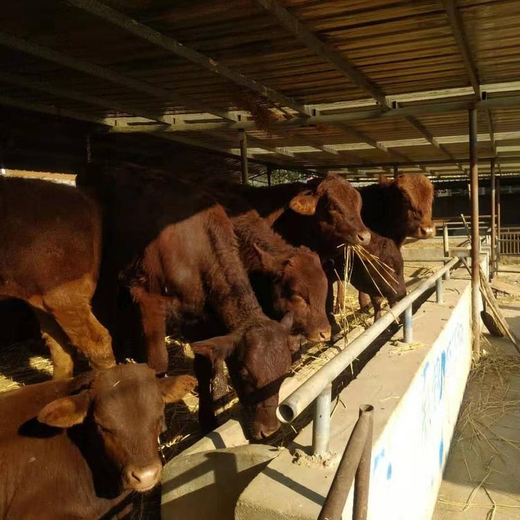 肉牛养殖黄牛价格 利木赞牛养殖场基地 供应改良利木赞牛 现代 厂家直售